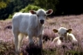 Kuehe im New Forest, Dorset, England, Europa | Cows in New Forest, Dorset, Great Britain, Europe